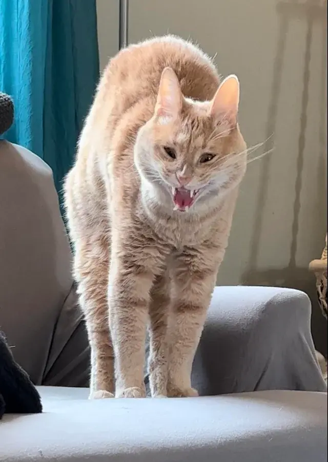 Morcin14 - @LatajacaPapryka512: POV: Delta wpada na Zetę ( ͡º ͜ʖ͡º)