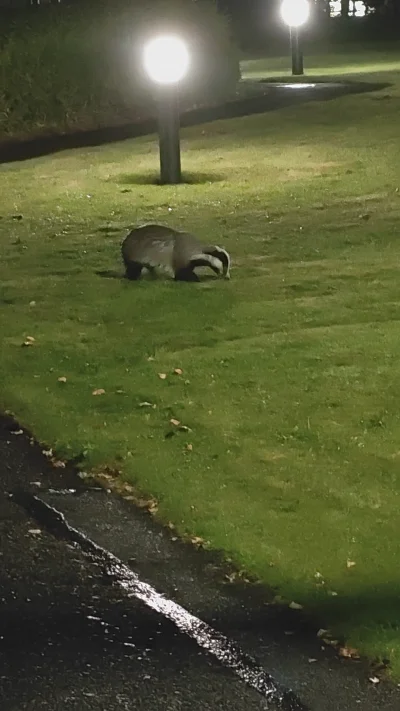 marek-linux - Pan #borsuk zjada slimakowe sniadanie #smiesznypiesek