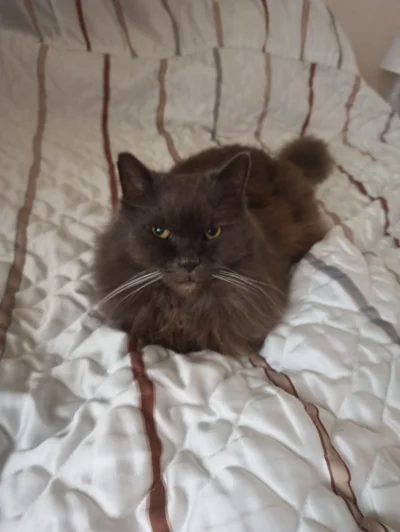 DzikiJelonek - On trukel
#przegryw