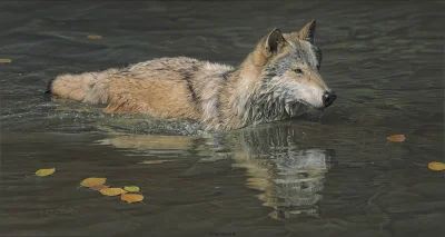 Teuvo - @Corvus_Frugilagus: Przekraczanie wody wiosną