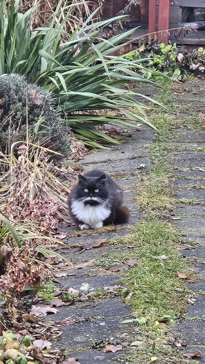 Vegasik69 - #koteczkizprzypadku 😻