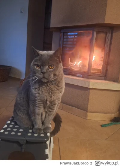 PrawieJakBordo - Attention, attention!
Sezon na #przypalonykot uważam za otwarty.