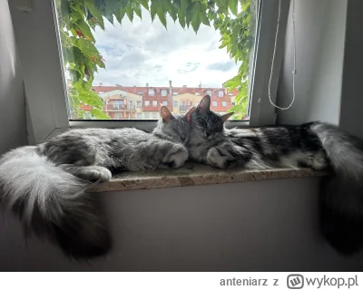 anteniarz - #pokazkota #koty #mainecoon