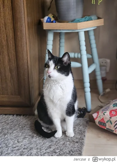 Jarczur - Taki szatan u babci koleżanki (｡◕‿‿◕｡)

#pokazkota #koty