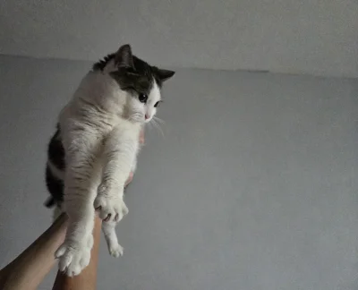 Solsith - @Rosinante: simba( ͡º ͜ʖ͡º)