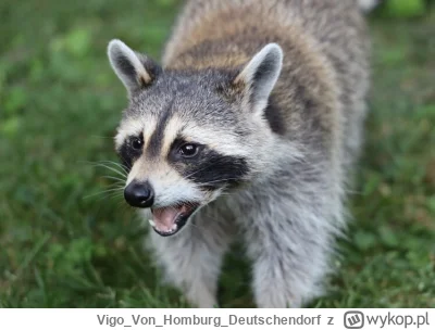 VigoVonHomburg_Deutschendorf - #szopeknadzis