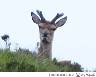 TouchMTraLaLa - @Historycznygagatek: ładny koziołek ( ͡° ͜ʖ ͡°)