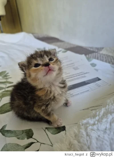 krucihegot - @Kantorwymianymyslii_wrazen: tak jest xD