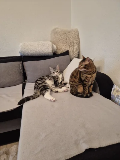 Lujdziarski - #pokazkota #dziarskikacperek o chłopaki grzeczne