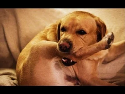 RasowyAfroamerykanin - to nie psy są bezgranicznie tępe i bezużyteczne...one po prost...