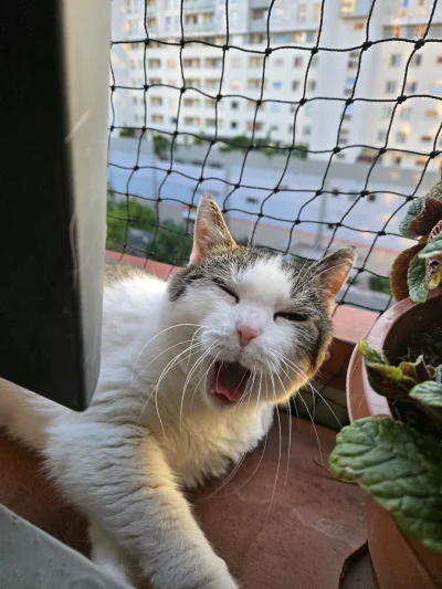 Solsith - @TomcioPalushek: tu masz racie, cieżki dzień ale spaślak poprawia nastrój (...