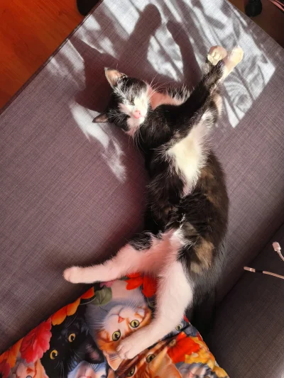 Rosinante - @Tyrande