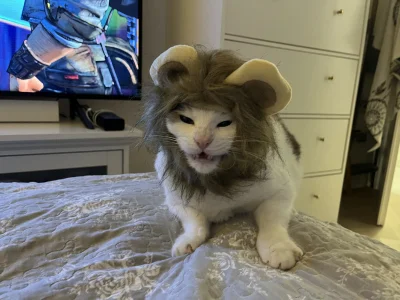 straszny_cham - #pokazkota #s-------------------m

Wcale mu się nie dziwię ze rozsier...