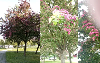 XaDasz - #natura #drzewa #rosliny
W parku mam bardzo ładnie kwitnące drzewa. Ktoś wie...