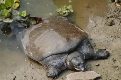 Loskamilos1 - Nilssonia nigricans, żółwiak czarny, wspaniała gadzina żyjąca w Indiach...