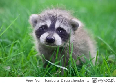 VigoVonHomburg_Deutschendorf - Ależ bym takiego tulił ( ͡° ʖ̯ ͡°)
#szopeknadzis