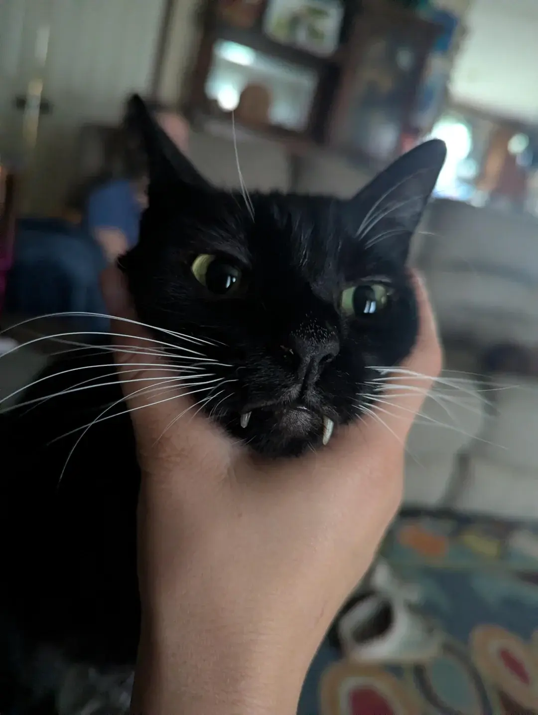 Arvin - Chyba wampir
#koty #smiesznekotki