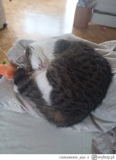 ciekawskie_jajo - Mikrotek został wybawiony i teraz śpi.

#pokazkota #koty