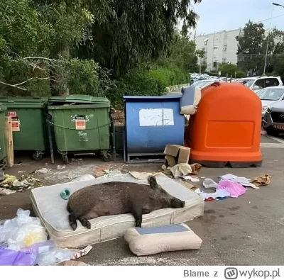 Blame - "On ma raj"

#kononowicz #patostreamy