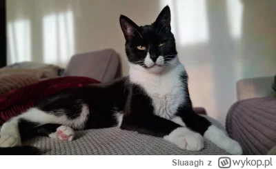 Sluaagh - @AgentGRU (⌐ ͡■ ͜ʖ ͡■)