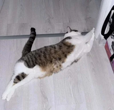 koronawirus - puma
#pokazkota