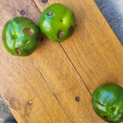 paciak11 - Hej, co to może być na paprykach? Mam je w tunelu razem z pomidorami i się...