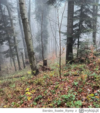BardzoSuabeRymy - #przegryw #spierdotrip
gdzie jesteś leśna rusałko