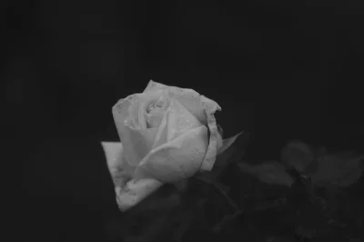 koralowiecc - #fotografia #tworczoscwlasna #sooc