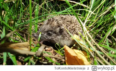 ToKontoNieIstnieje - @ToKontoNieIstnieje