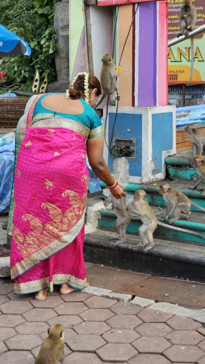 xionc0586 - Bosa Hinduska karmi makaki w pobliżu jaskiń Batu Caves w Kuala Lumpur. To...