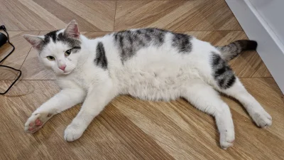 impact18 - #koty #pokazkota
Prosiłem o siłe ale niestety kot wzięty. Mam nadzieję, że...