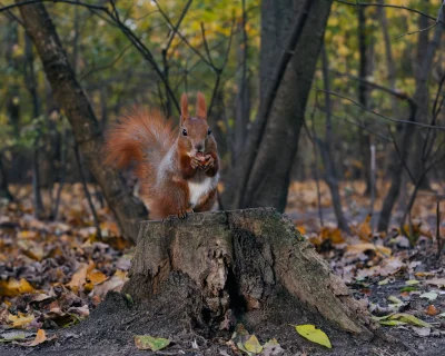 LoopyMajestic - @LoopyMajestic: