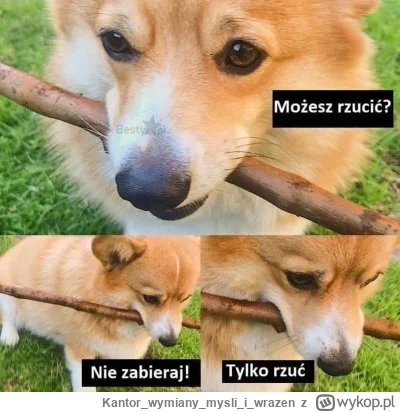 Kantorwymianymysliiwrazen - Śmieszne i prawdziwe.( ͡° ͜ʖ ͡°)
#smiesznypiesek #psy #he...