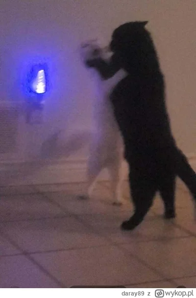 daray89 - #codziennykotopetany #dziwnekotki