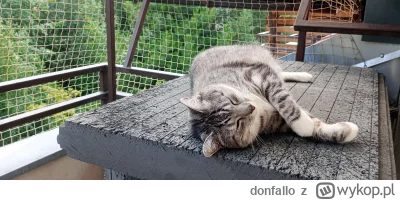 donfallo - @criticalkush90 a nie bo nie