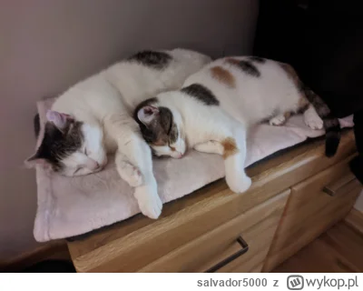 salvador5000 - #pokazkota #kitku #koty