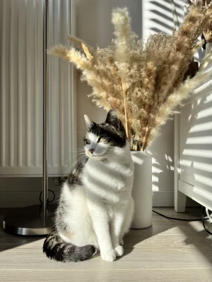 Wykopowaona - Majestatyczny kiciuś 

#pokazkota #kitku #jesieniara