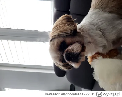 inwestor-ekonomista1977 - Najważniejszy gość w moim życiu #shihtzu