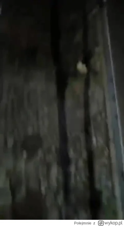 Polejmnie - Cieszcie się psiarze z jakże cichych i zaściankowych nocy sylwestrowych w...