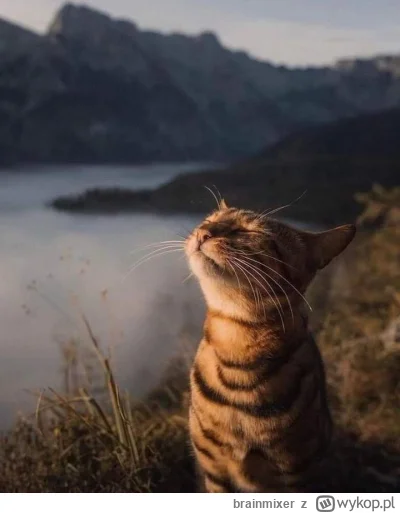 brainmixer - @frugASS: pozdrawiam