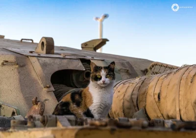 srgs - Al-Hussein/Challenger 1 w Royal Tank Museum, Amman
#koty #czolgi