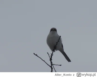 AlterKonto - @Mr3nKi_ u mnie swego czasu był taki zakapior - srokosz. Jego ulubionym ...