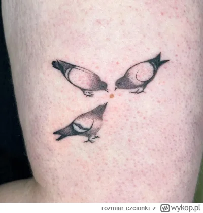 rozmiar-czcionki - #smiesznekotki #papugi #ptactwo #golomp #tatuaze