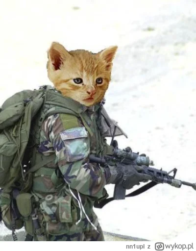 nn1upl - @paczelok: Przecież koty uwielbiają konflikty, patrz