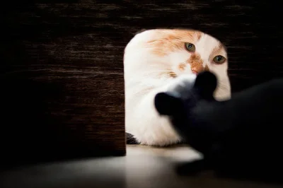 tojestmultikonto - @lunaria: daszek nie jest spadzisty czy budka będzie jakoś inaczej...