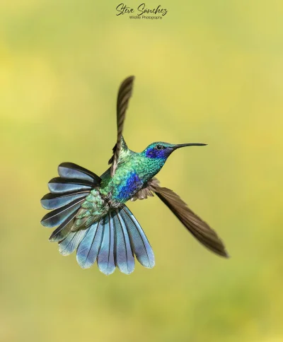 Lifelike - Uszatek niebieskobrzuchy (Colibri coruscans)
Autor
#photoexplorer #fotogra...