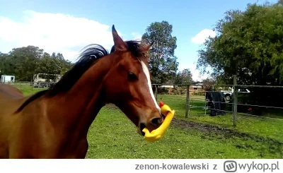 zenon-kowalewski - To lepsze ( ͡° ͜ʖ ͡°)