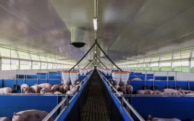 SepulkoZnawca - @Grzesiok O przepraszam. Trzoda chlewna w Polsce żyje w lepszych waru...