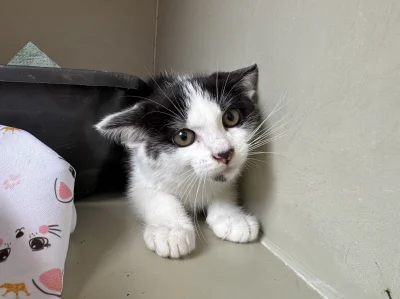 schroniskowekotki - @schroniskowekotki: