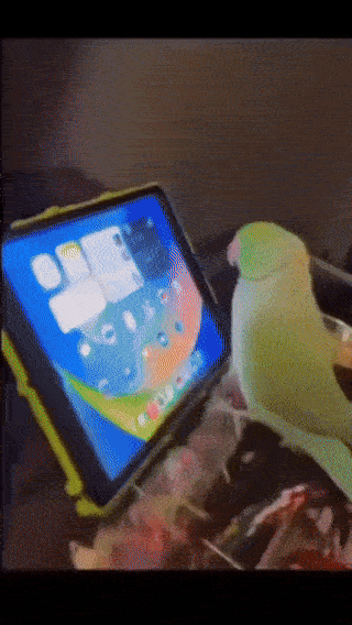 wfyokyga - Gołe Paupgi enter